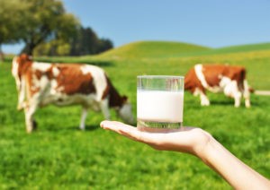 alternatives aux laits de vache qui en valent le détour