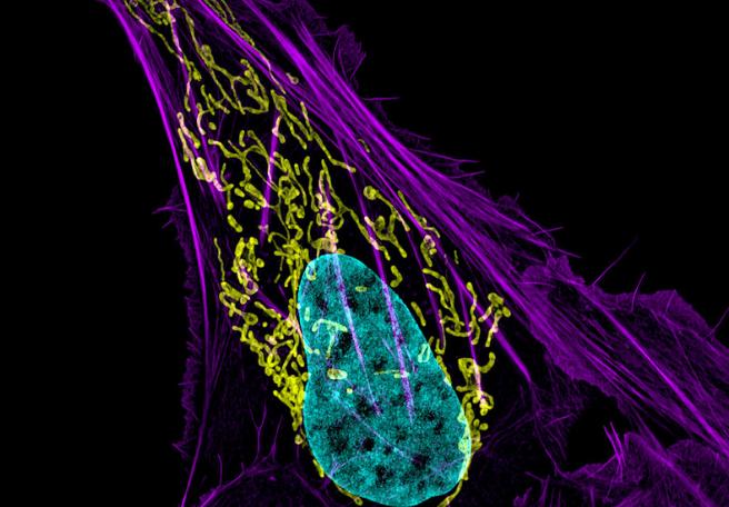 Les Mitochondries: 10 façons de booster la puissance de vos cellules